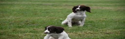 English Springer Spaniel dogs for sale: Working English springer spaniels  - Advert 23