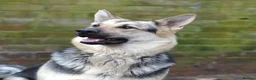 German Shepherd dogs for sale: ⭐ Rare East European Shepherd Puppies UK - Advert 22