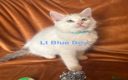 Ragdoll cats for sale: Adorable pure Ragdoll kittens boys and girls - Image 24