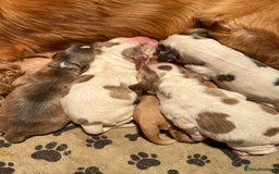 Cocker Spaniel dogs for sale: Exceptional KC registered Show Cocker Spaniels  - Image 12