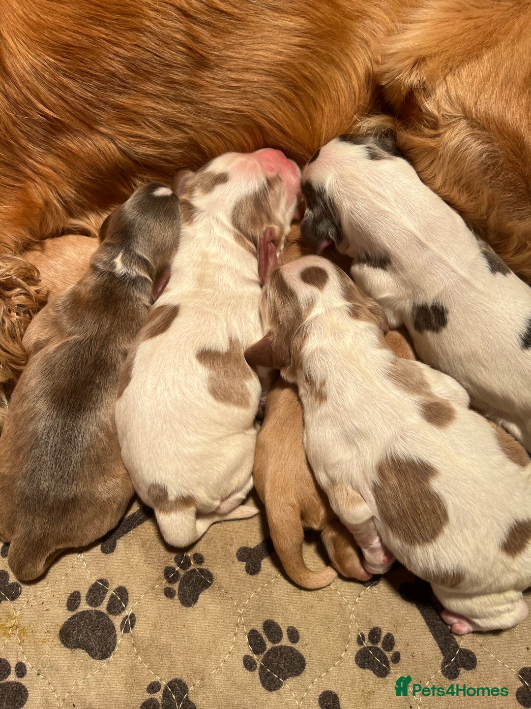Cocker Spaniel dogs for sale: Exceptional KC registered Show Cocker Spaniels  - Image 12