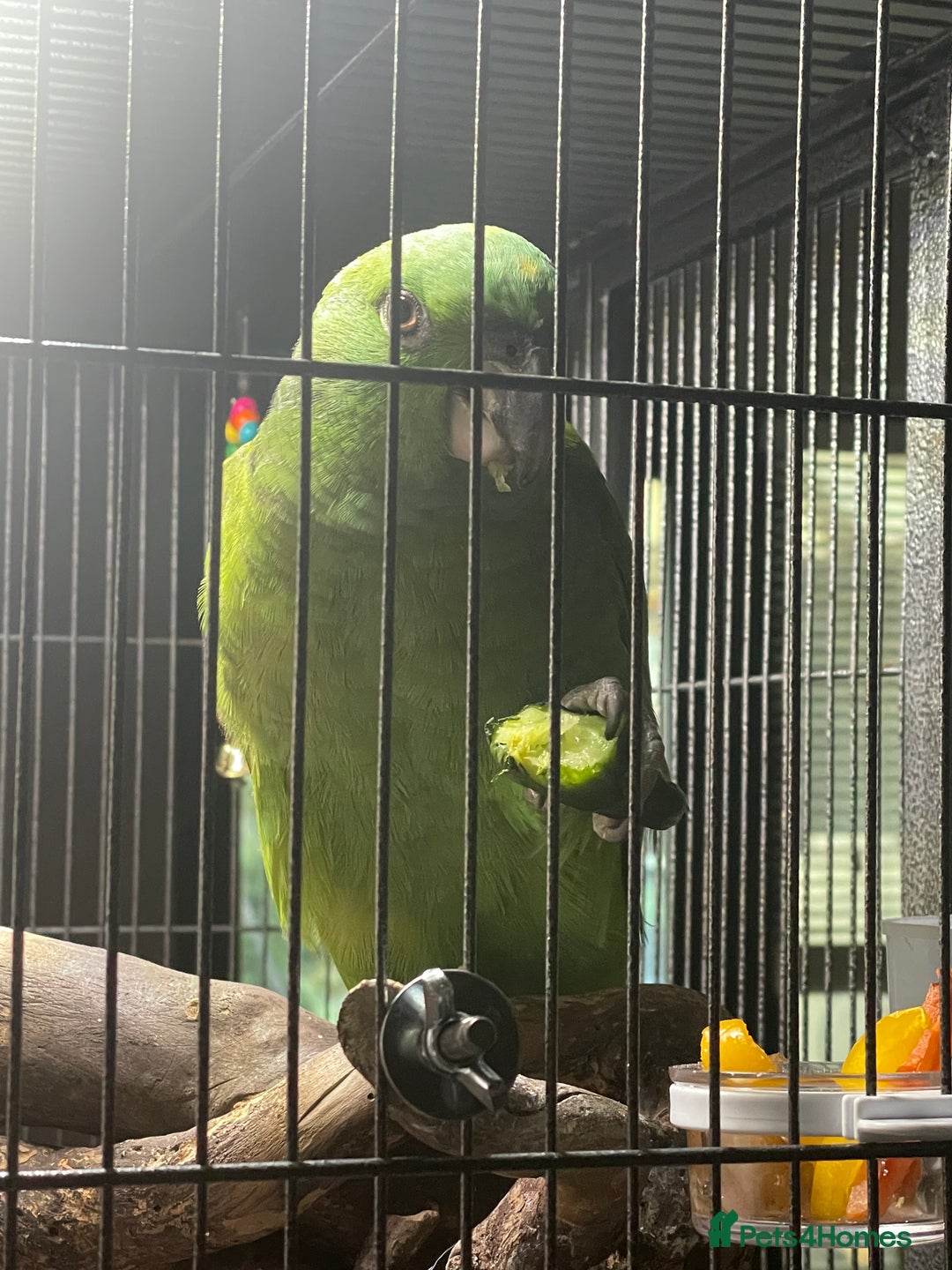 Parrots birds for sale: Female Amazon Parrot–8Months–DNA Test–Hand Reared - Advert 6