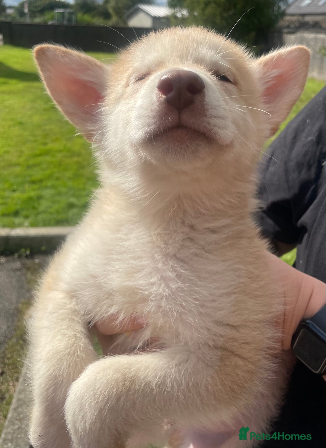 Mixed Breed dogs for sale: German Shepherd cross Malamute Puppies Ready Now  - Image 4