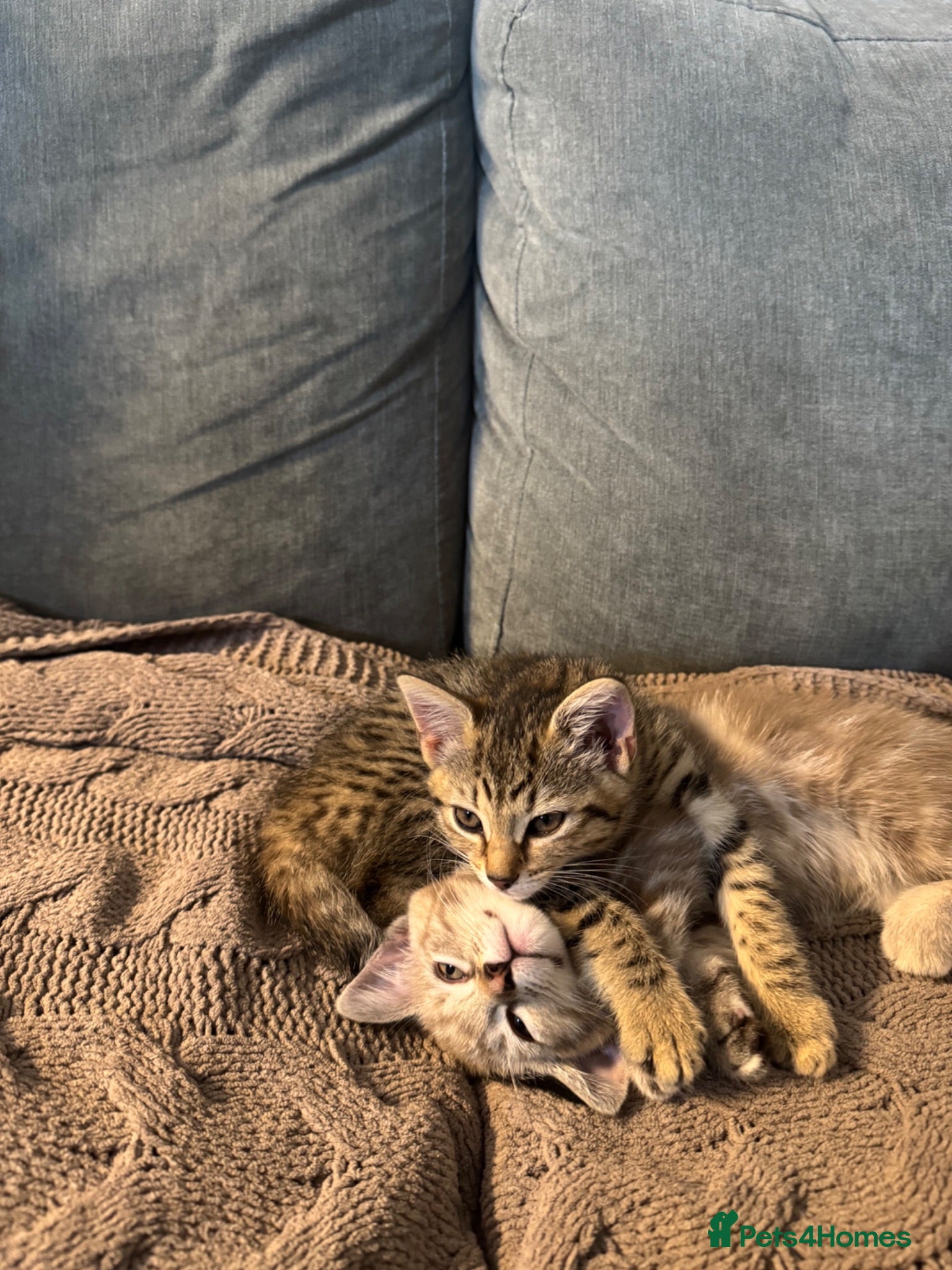 Mixed Breed cats 2 beautiful sisters  - Advert 10