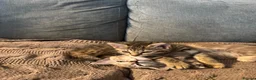 Mixed Breed cats for sale: 2 beautiful sisters  - Advert 1