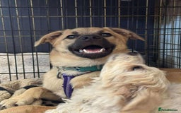Mixed Breed dogs for adoption: Luanna - Hingham Norfolk  - Image 4