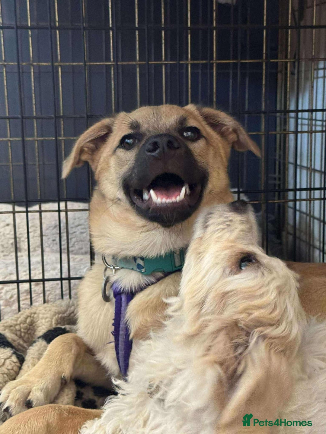 Mixed Breed dogs for adoption: Luanna - Hingham Norfolk  - Image 4