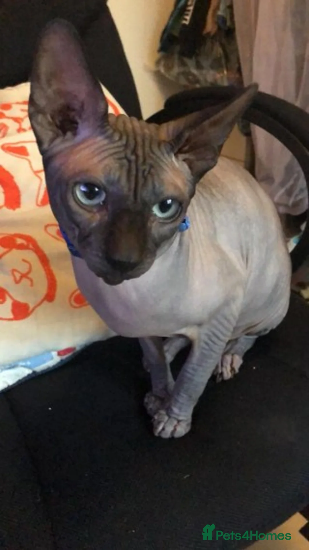 Sphynx cats for stud: Beautiful Canadian Boy For Stud in London - Advert 6