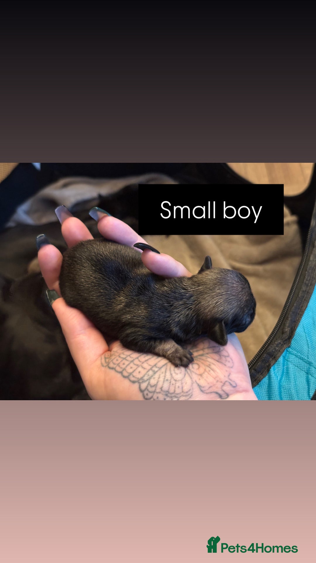 Mixed Breed dogs for sale: Puppies for sale - Advert 11