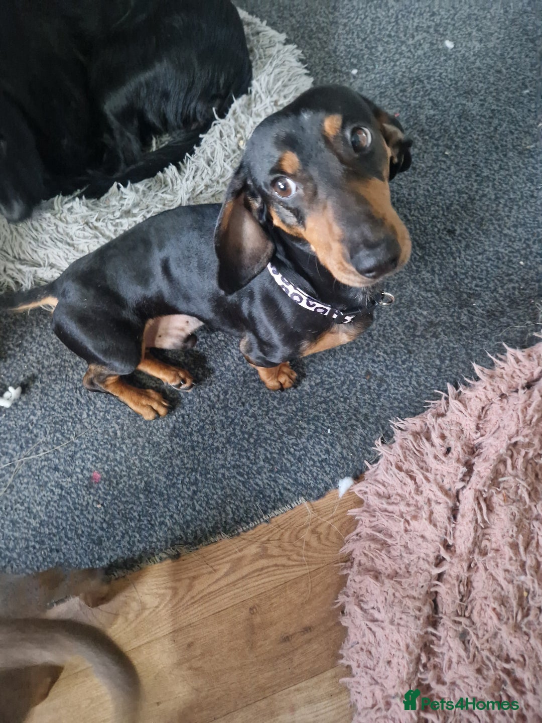 Miniature Dachshund dogs for sale: Beautiful Miniature dachshund  - Advert 6