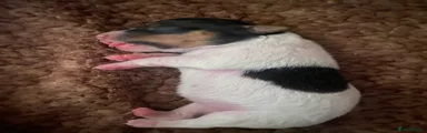 Jack Russell 5