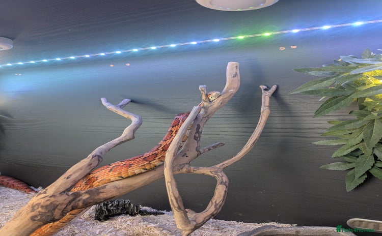 Corn Snake reptiles - Advert 2