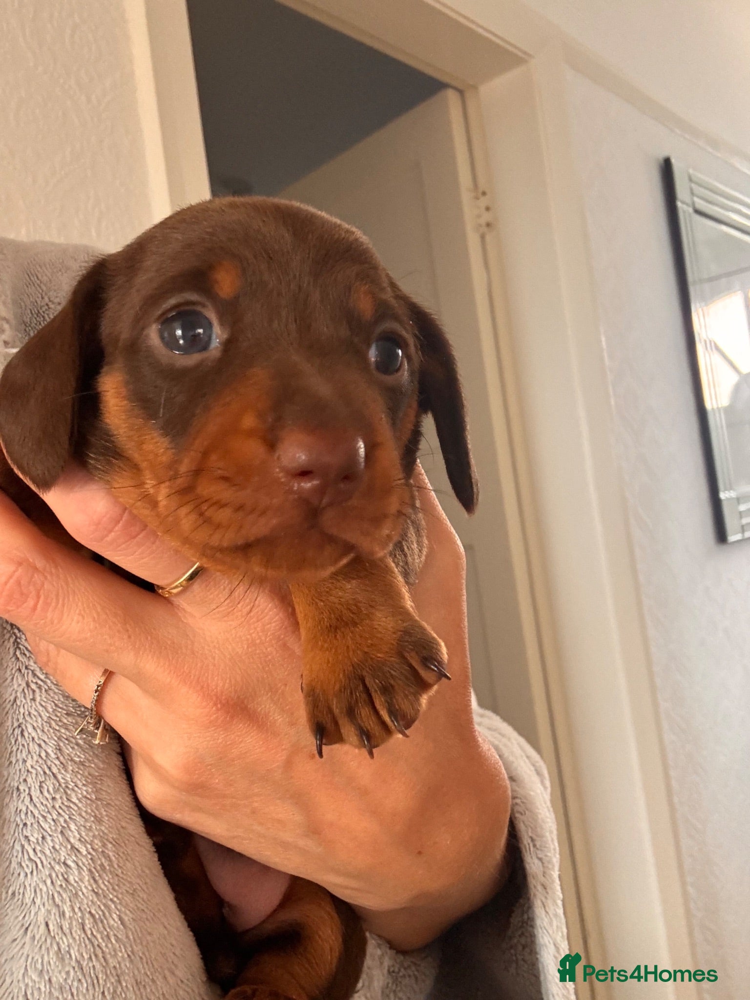 Miniature Dachshund dogs Miniature Dachshund Puppies 3 Girls & 1 Boy 🐾 - Advert 1