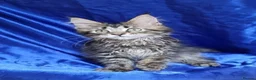 Maine Coon cats for sale: Registered Pedigree Maine Coon Kittens for sale  - Advert 29