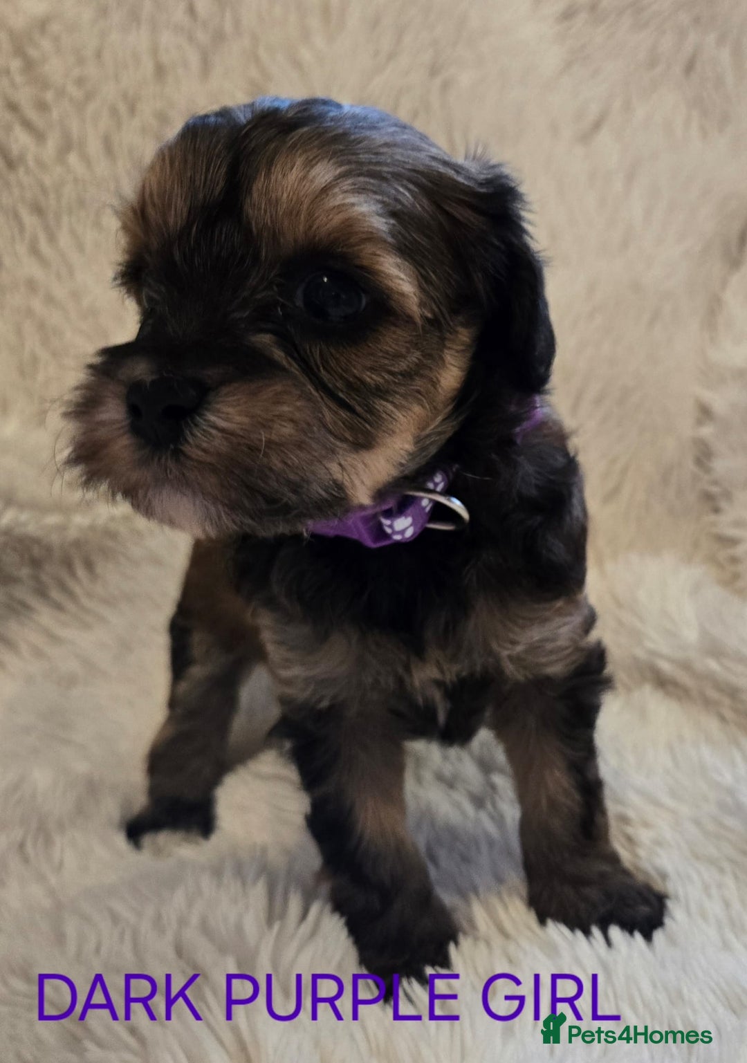Tibetan Terrier dogs for sale: Adorable fluffy TToodle puppies  - Image 6