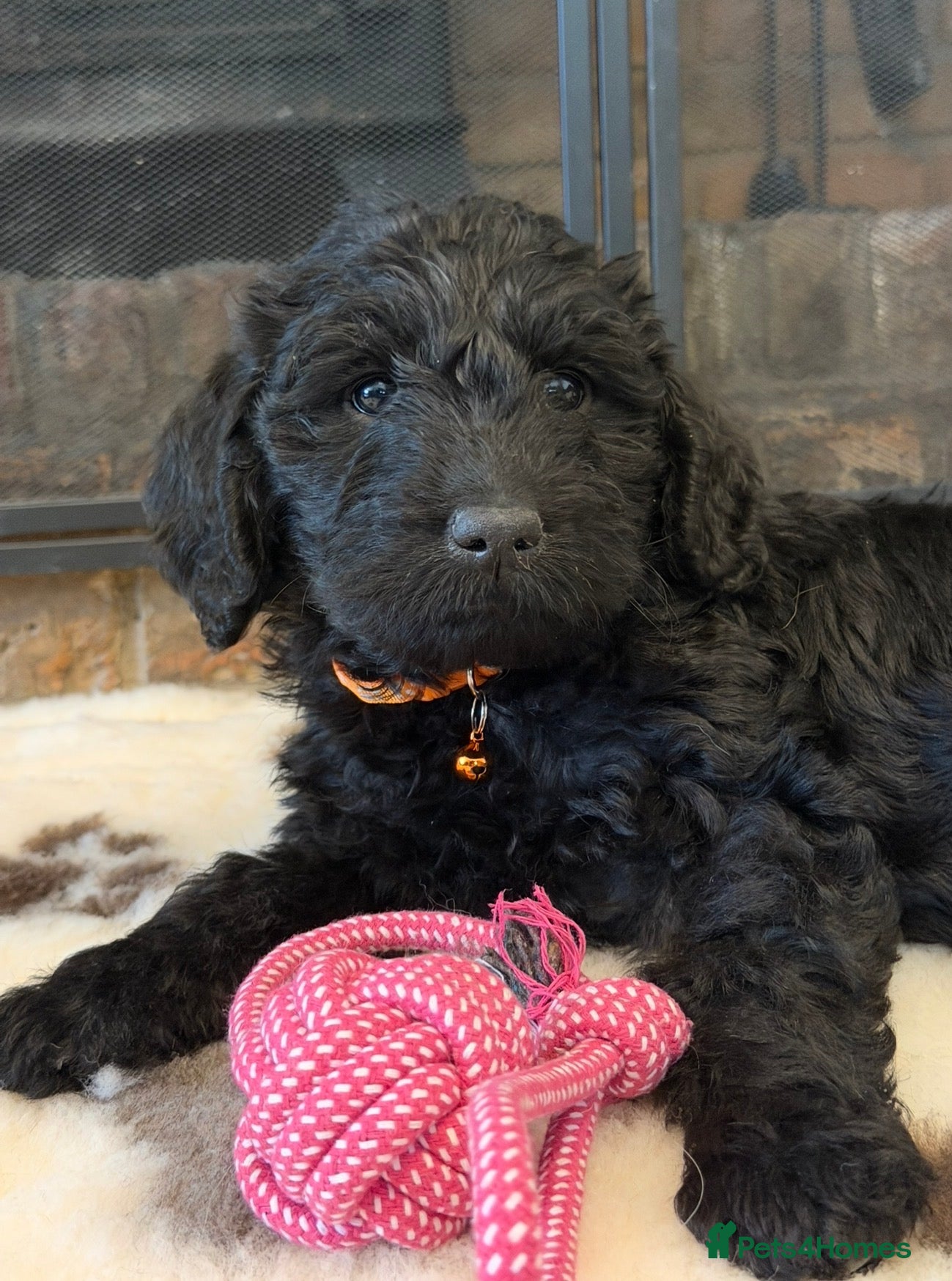 Labradoodle dogs Stunning F1 Standard Labradoodles puppies - Advert 1