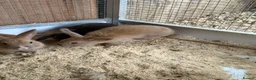 Lionhead rabbits for sale: Baby rabbits  in Peterlee - Advert 3