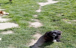 Mixed Breed dogs for adoption: TARRA, a beautiful & gentle girl for a Loving Home - Image 6