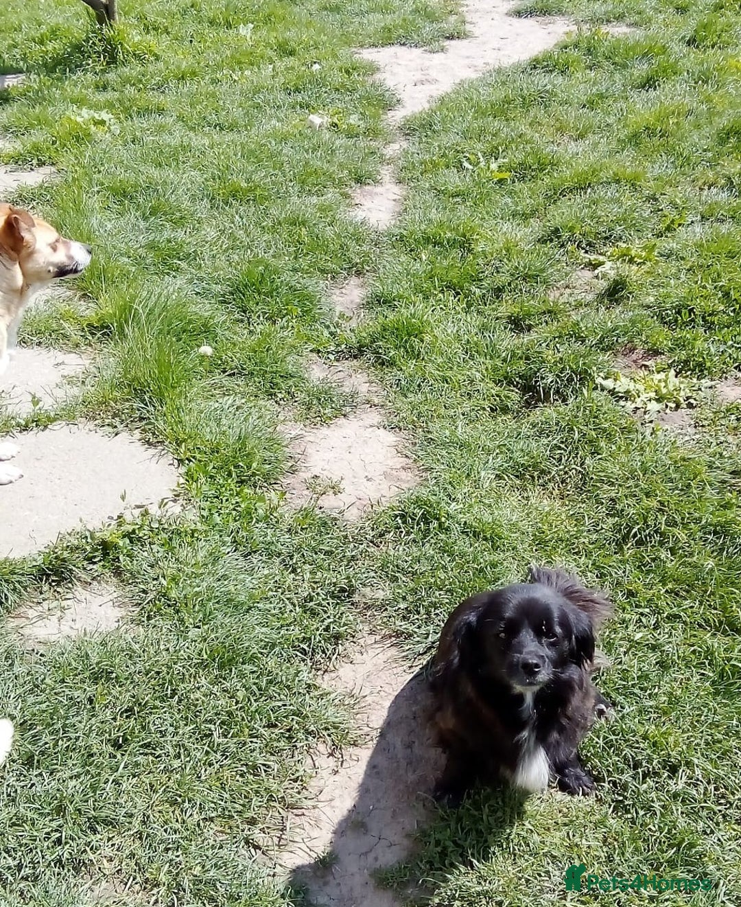 Mixed Breed dogs for adoption: TARRA, a beautiful & gentle girl for a Loving Home - Image 6