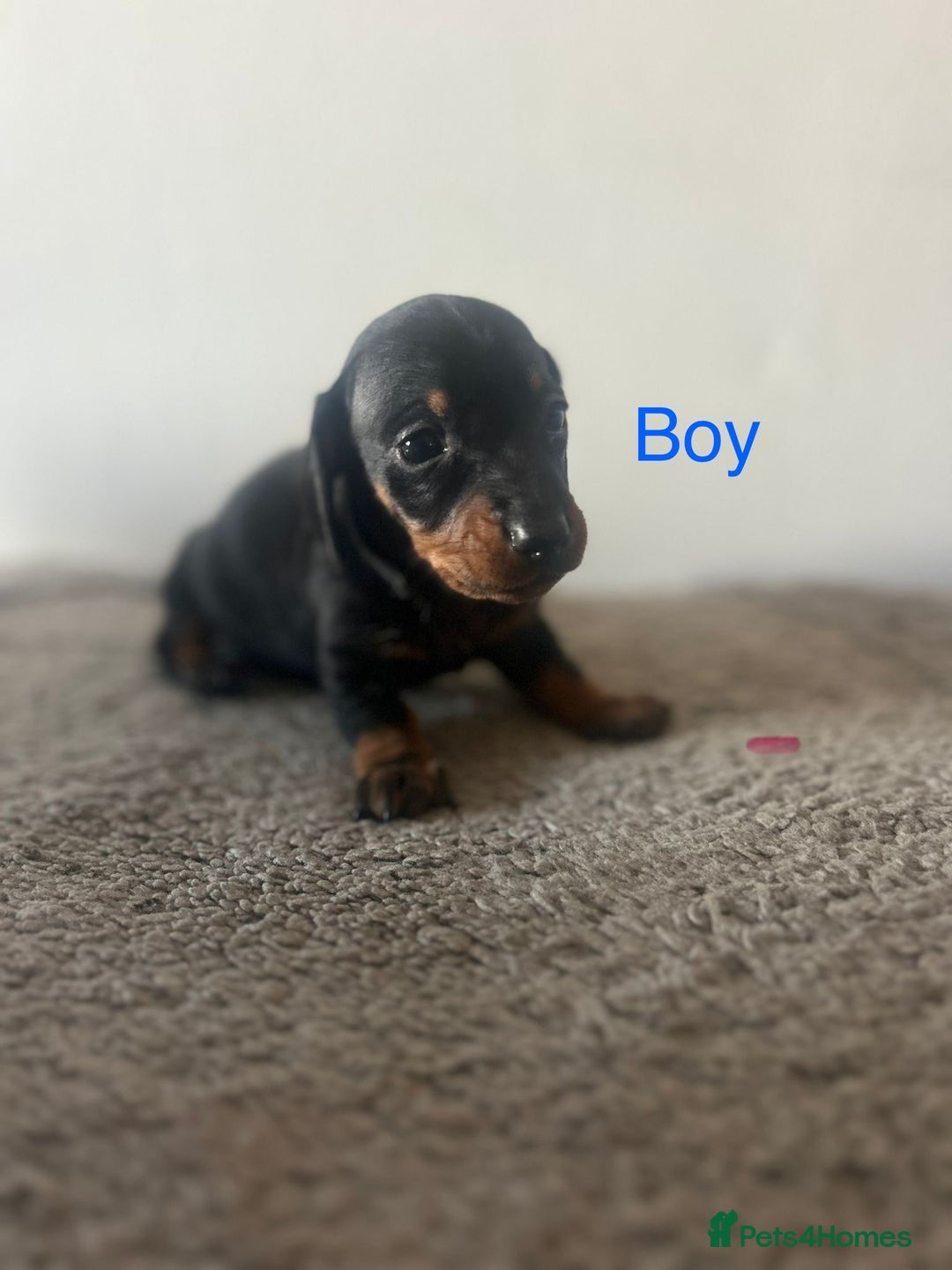 Miniature Dachshund dogs for sale: Beautiful miniature dachshund puppies - Image 2