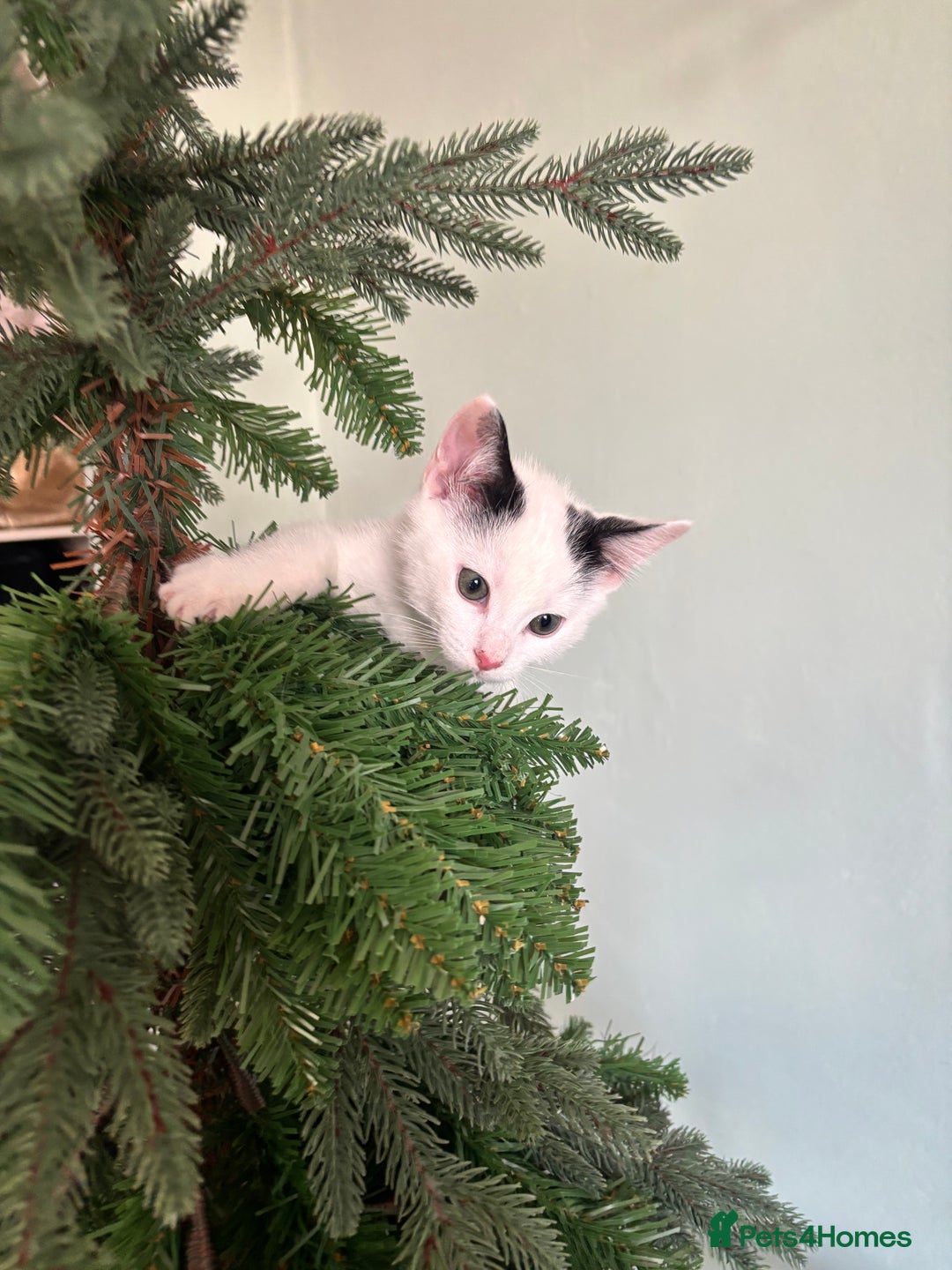 Mixed Breed cats for sale: 2 male kittens  - Advert 7