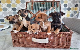 Jack Russell dogs for sale: Jack Russell Puppies Available Now  - Image 14