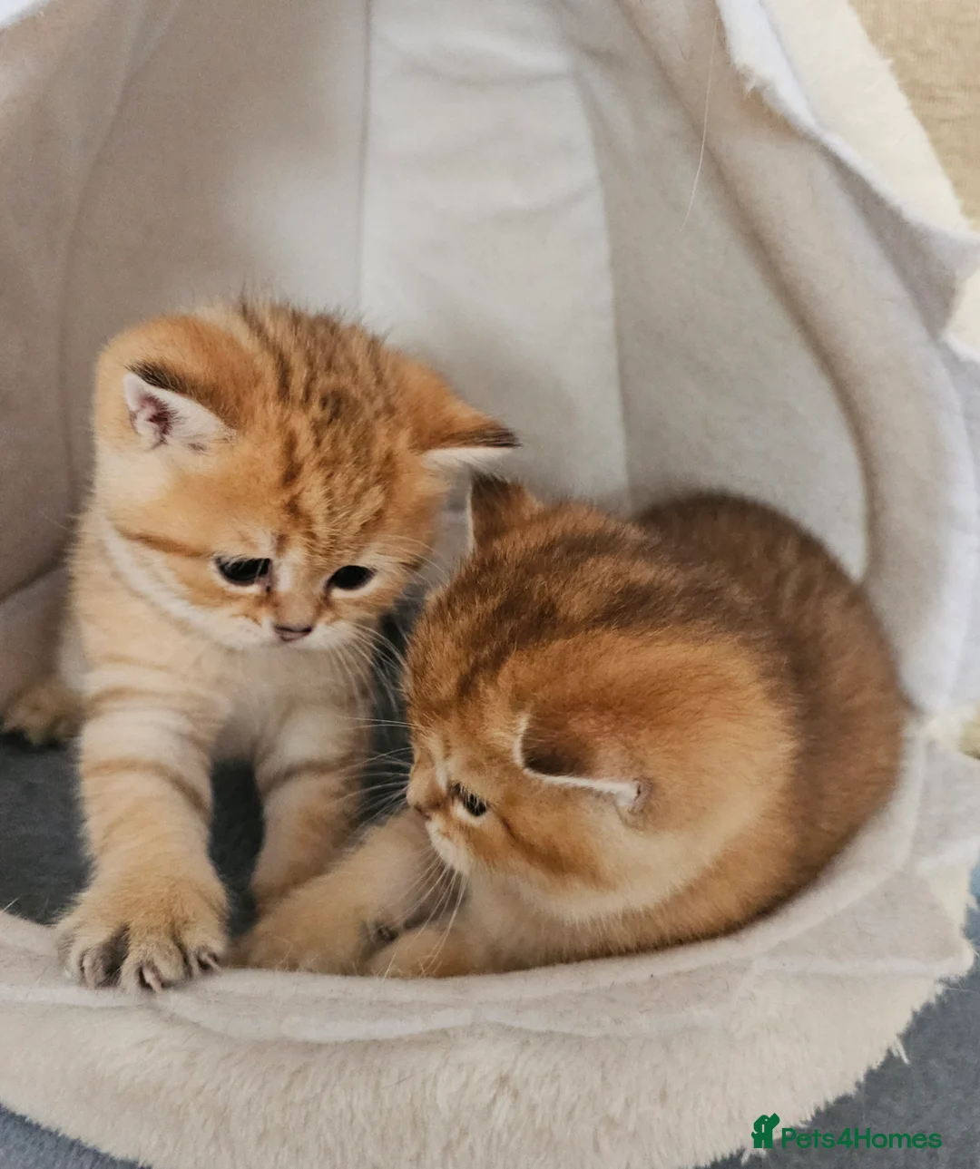Scottish Fold cats for sale: Tica Registered pedigree kittens  - Advert 25