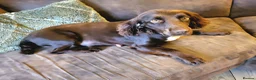 Cockerdor dogs for sale: Gorgeous Cockerdor Puppies  - Advert 10
