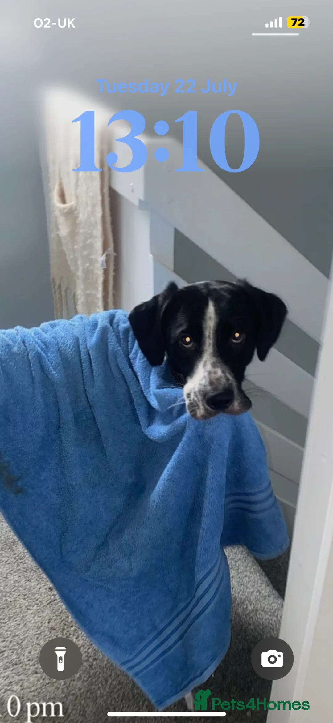 Mixed Breed dogs for stud: Male dog for stud  in Bathgate - Advert 1