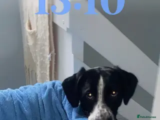 Mixed Breed dogs Male dog for stud - Advert 1