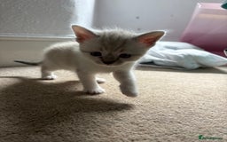 Mixed Breed cats for sale: Three female kittens  - Image 3