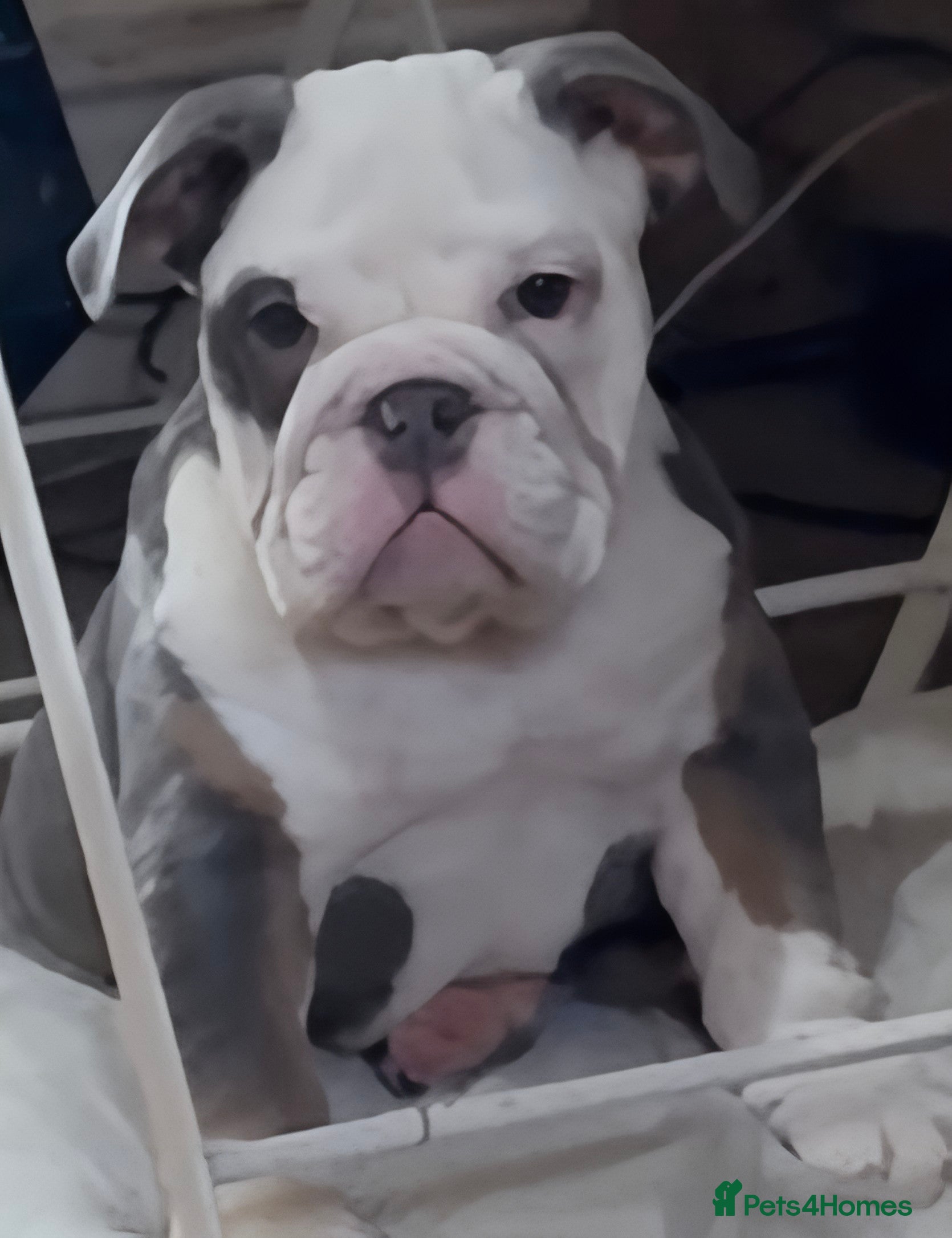 English Bulldog dogs English bulldogs pup - Advert 7