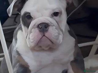 English Bulldog dogs English bulldogs pup - Advert 15