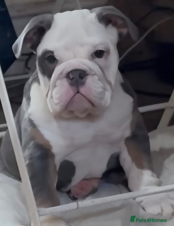 English Bulldog dogs - Advert 3