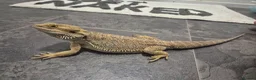 Bearded Dragon reptiles for sale: Rango the bearded dragon - Advert 2