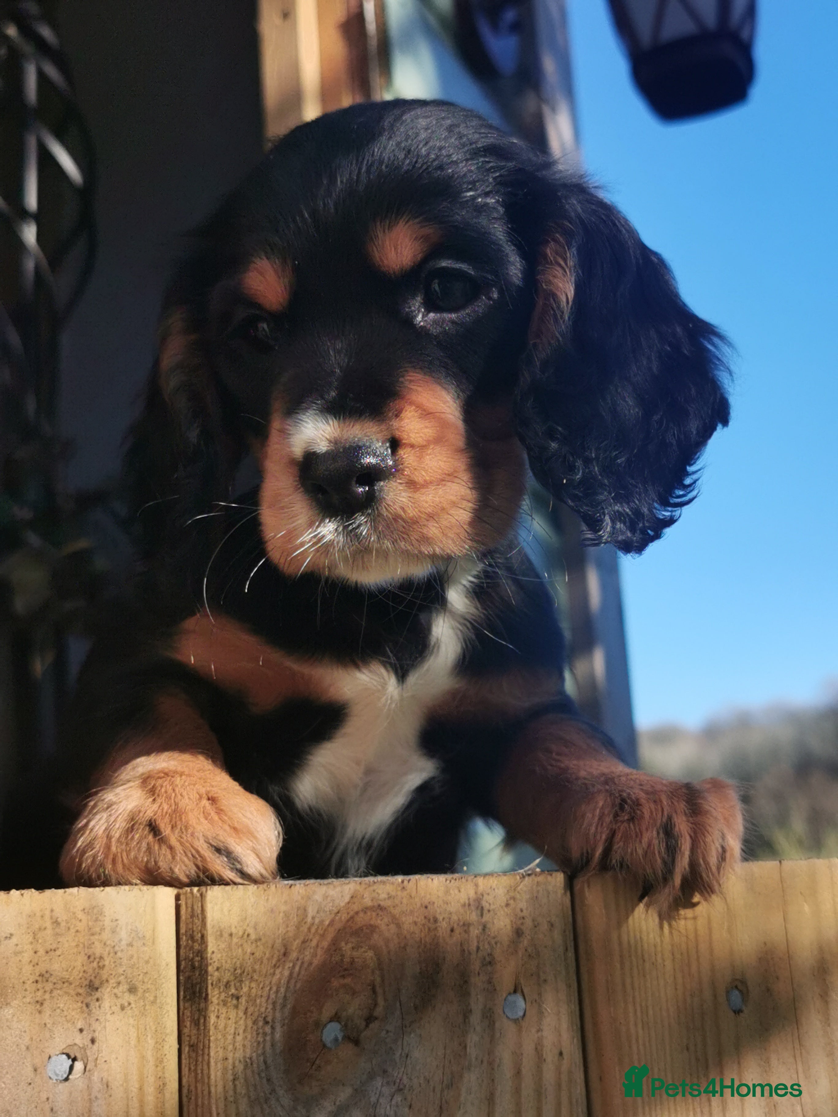 Cocker Spaniel dogs Gamekeeper bred kc reg working cocker puppys - Advert 17