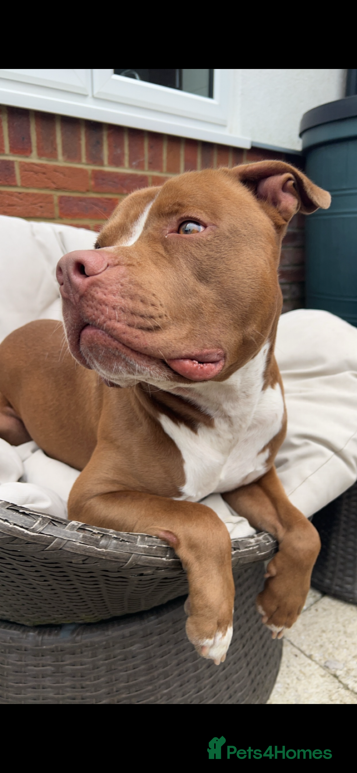 American Bull Staffy dogs Rocko American staffy stud - Advert 11