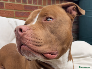 American Bull Staffy dogs Rocko American staffy stud - Advert 11