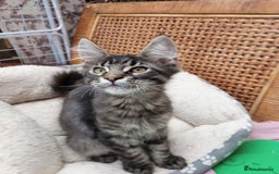 Maine Coon cats for sale: Maine coon purebred pedigre xl in Barnsley - Image 7