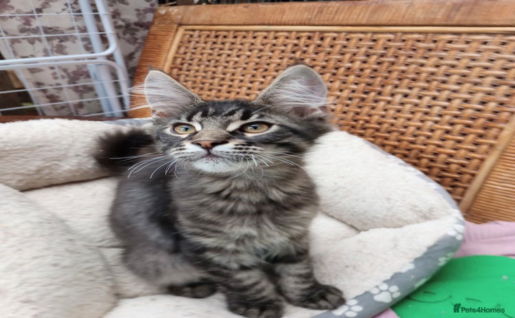 Maine Coon cats in Barnsley - Advert 10