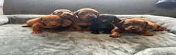 Dachshund dogs for sale: Miniature Dachshund  - Advert 5