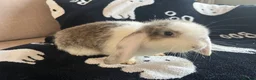 Mini Lop rabbits for sale: 🐰 Mini Lops Ready to Leave 🐰 - Advert 12
