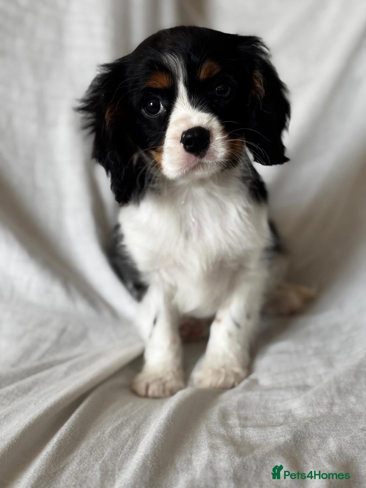 Cavalier King Charles Spaniel dogs Cavalier King Charles spaniel puppies - Advert 2