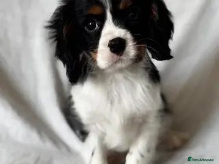 Cavalier King Charles Spaniel dogs Cavalier King Charles spaniel puppies - Advert 2