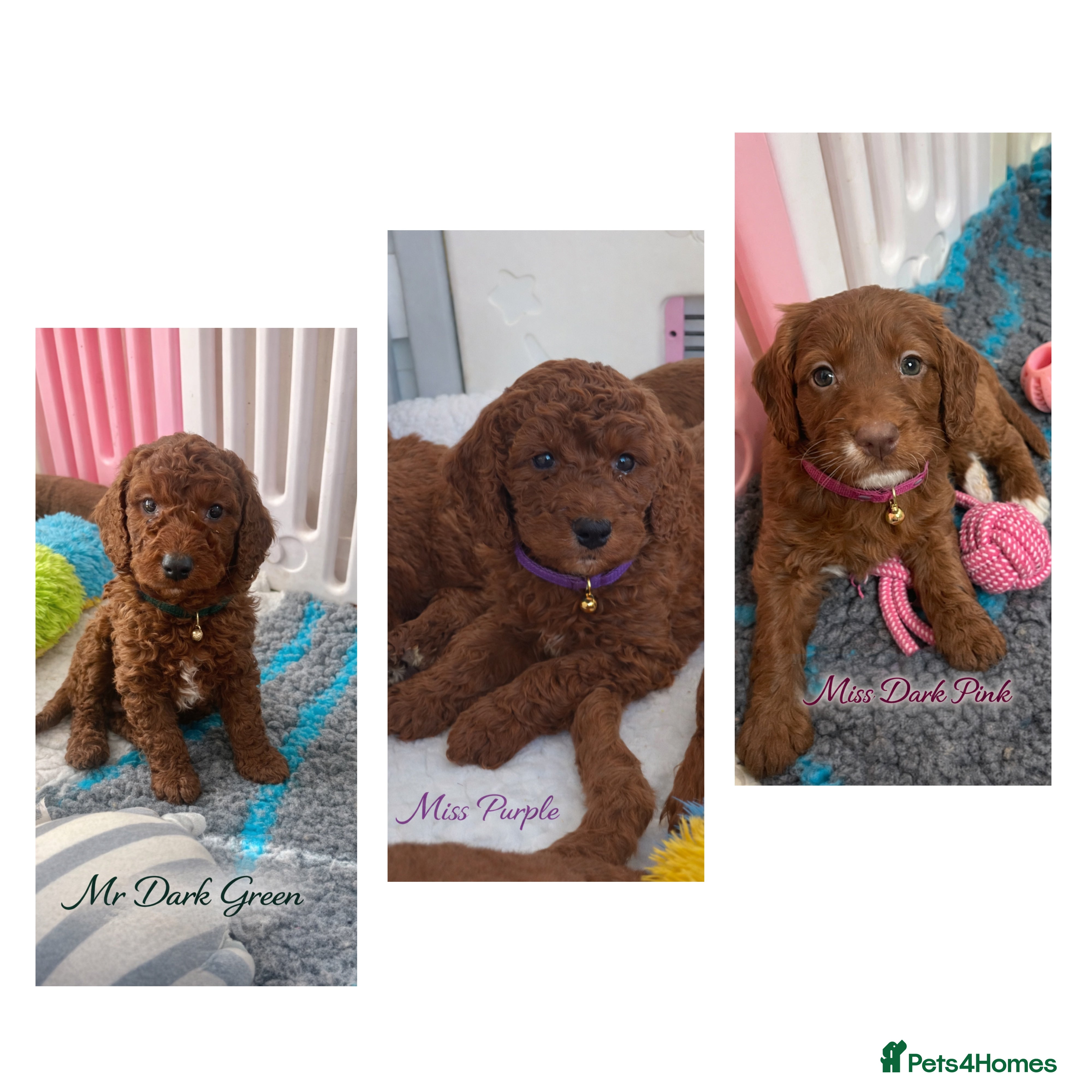 Goldendoodle dogs multigenerational Australian Red double doodles  - Advert 2