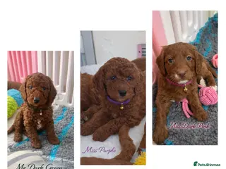 Goldendoodle dogs multigenerational Australian Red double doodles - Advert 2