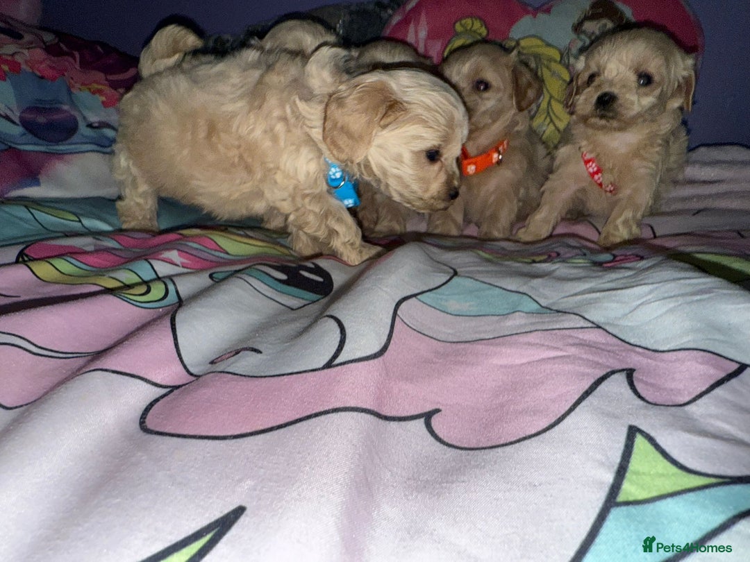 Maltipoo dogs for sale: Outstanding maltipoo - Advert 23