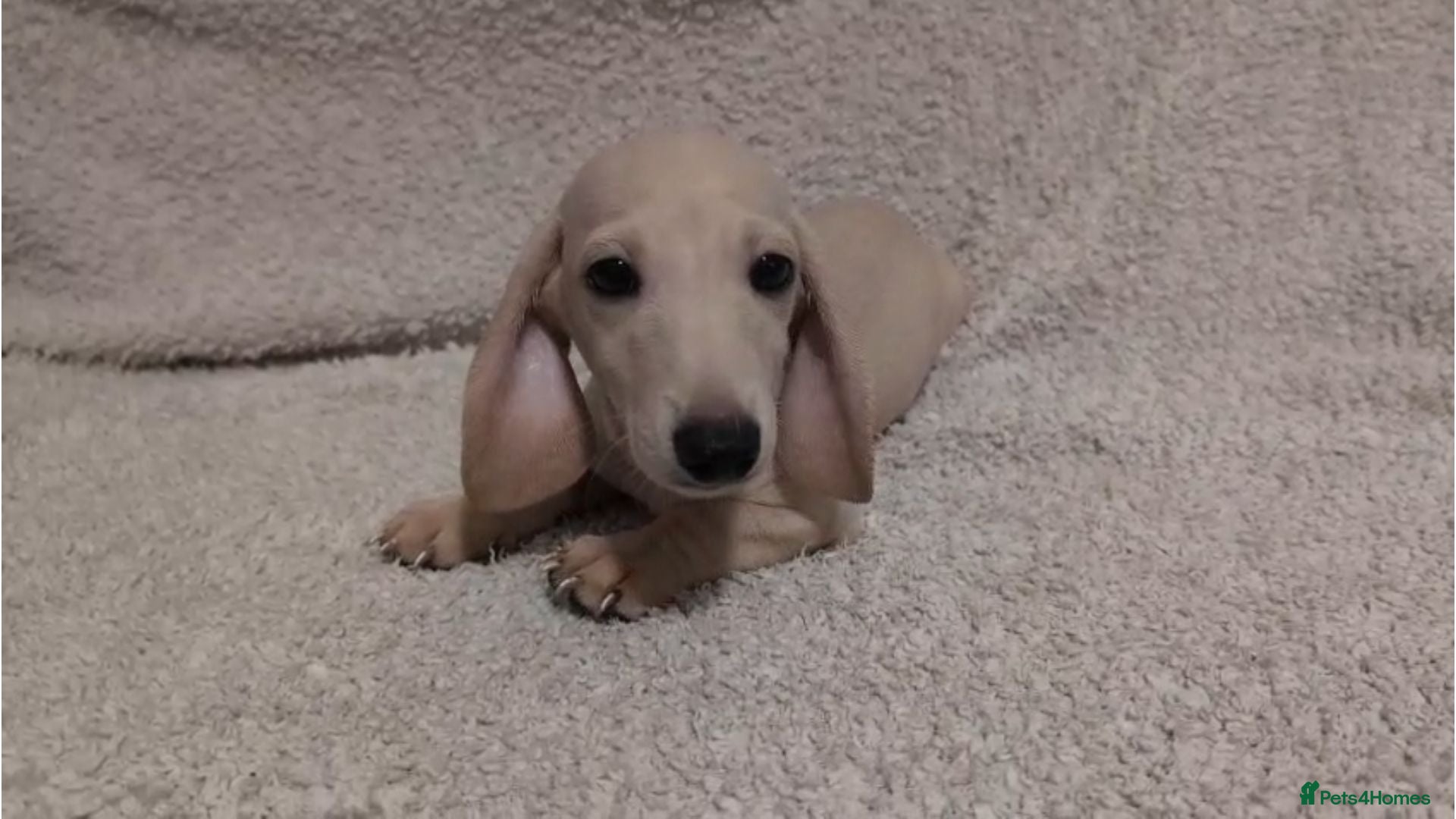 Miniature Dachshund dogs Cream Mini Dachshund Puppies KC Reg - Advert 1