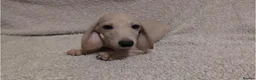 Miniature Dachshund dogs for sale: Cream Mini Dachshund Puppy Last one - Advert 15