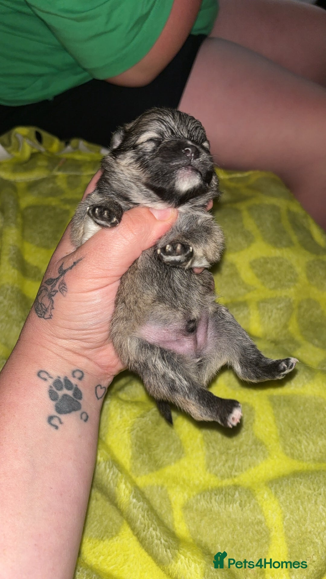 Pomeranian dogs for sale: Pomeranian  - Image 10